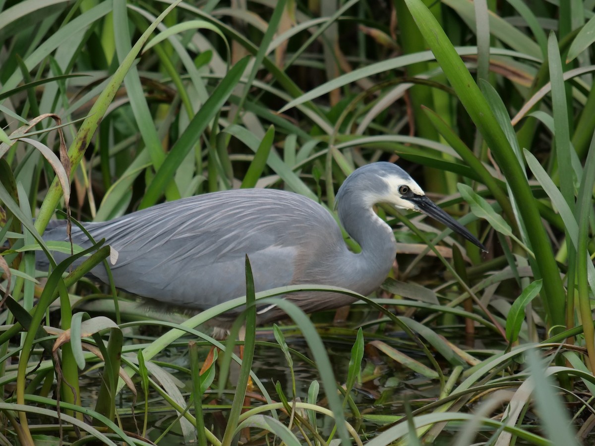 White-faced Heron - ML583874581