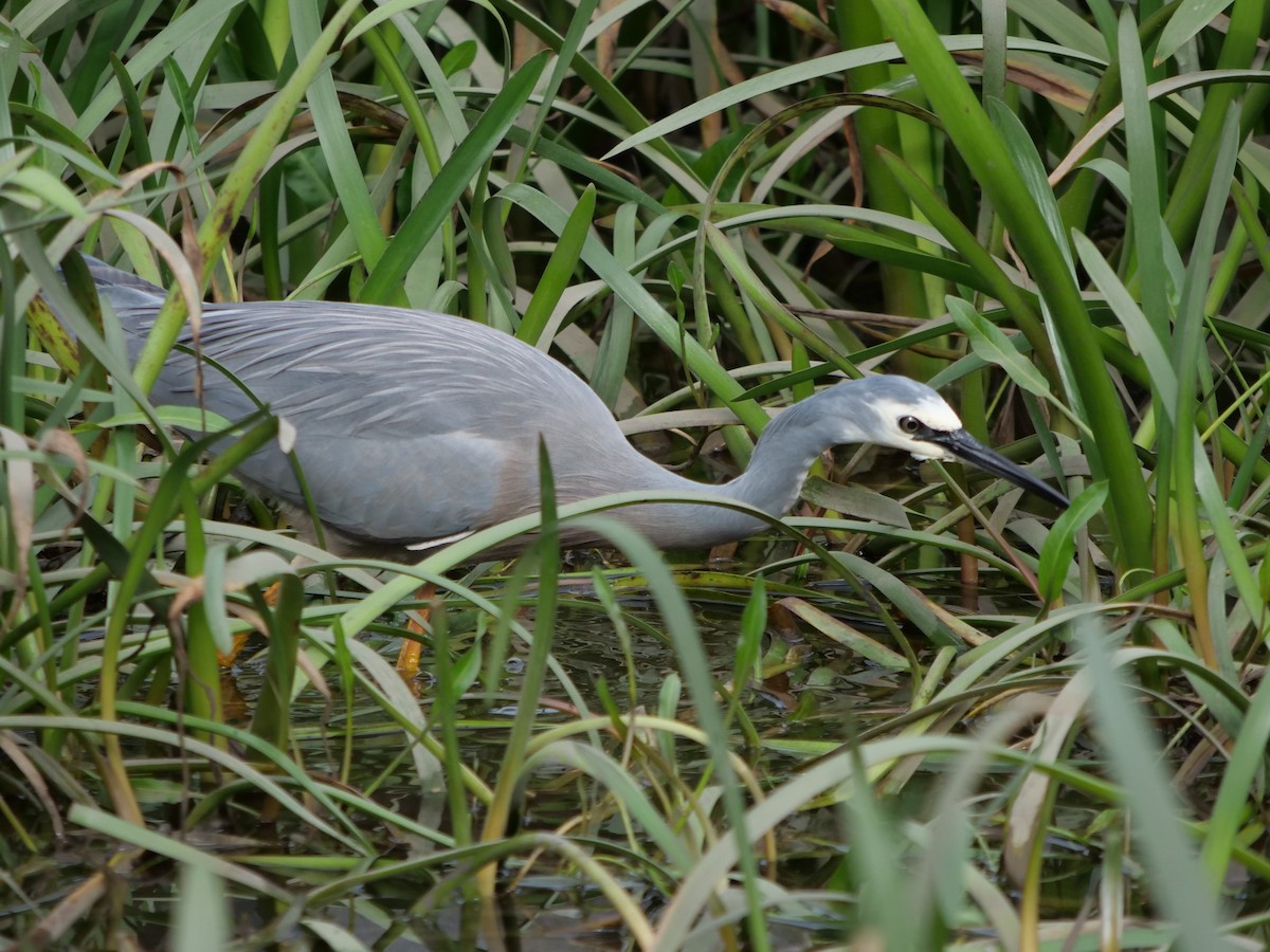 White-faced Heron - ML583874591