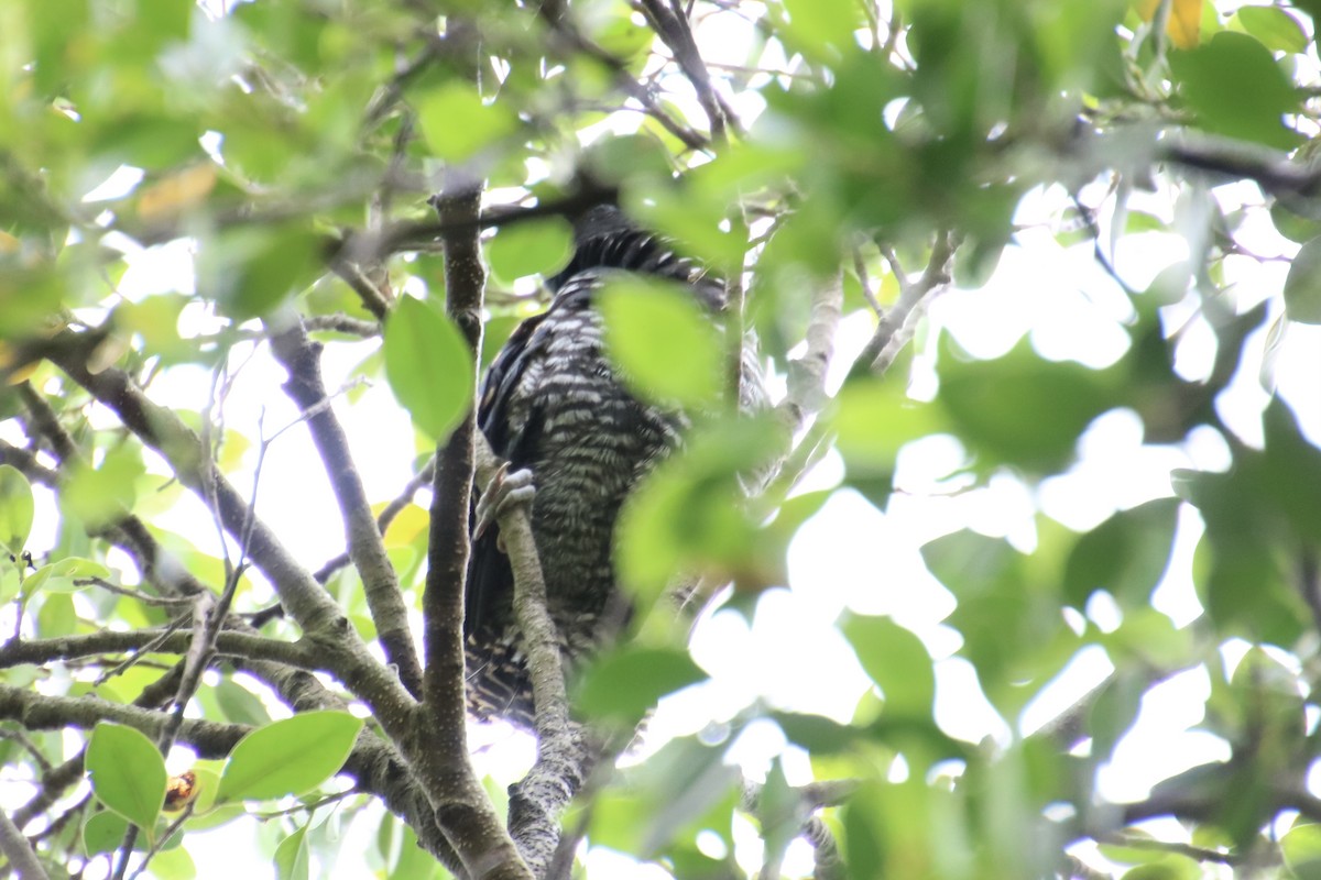 Asian Koel - Yu-Xiang Huang