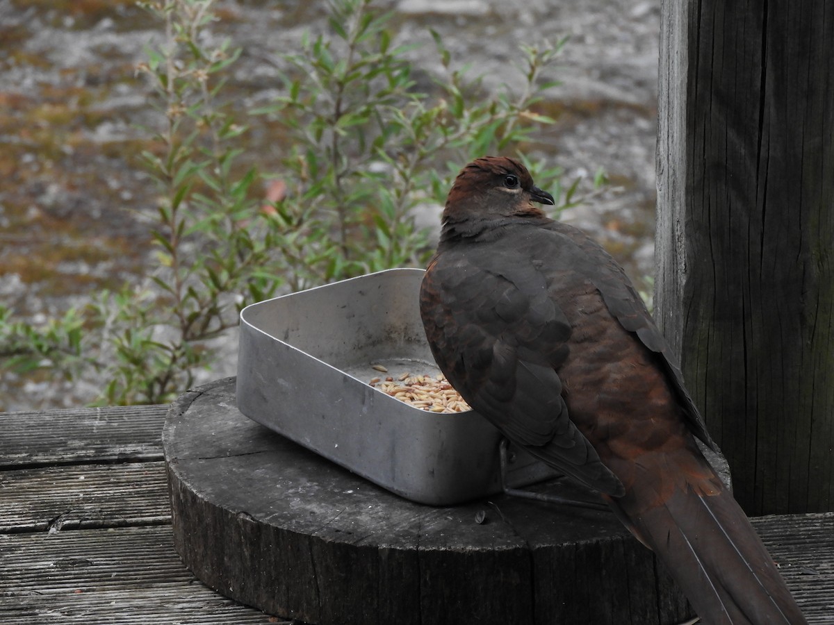 Brown Cuckoo-Dove - ML583875661