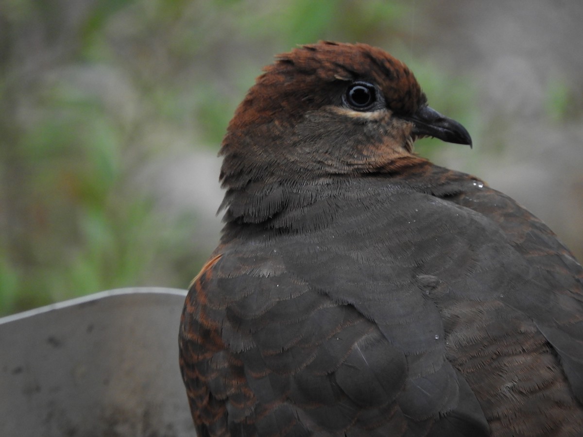 Brown Cuckoo-Dove - ML583875671