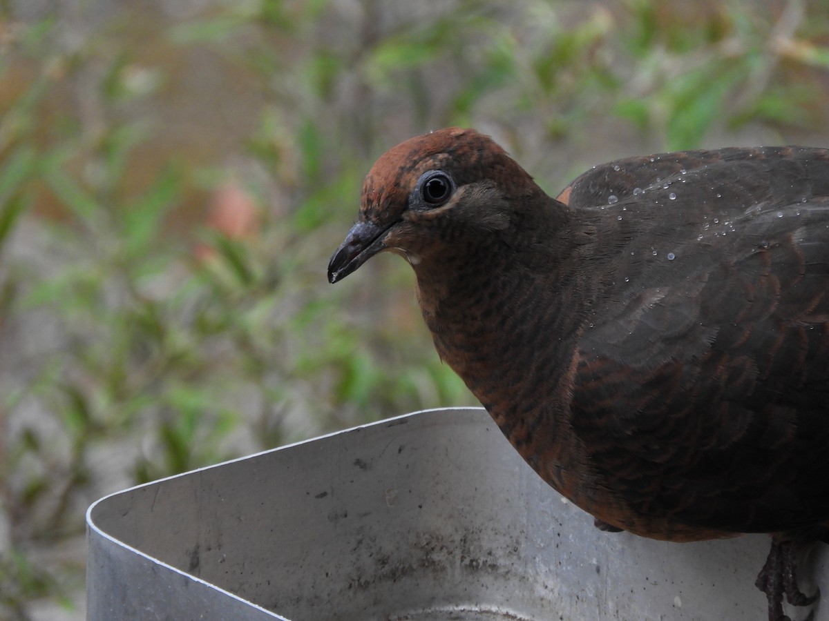 Brown Cuckoo-Dove - ML583875691