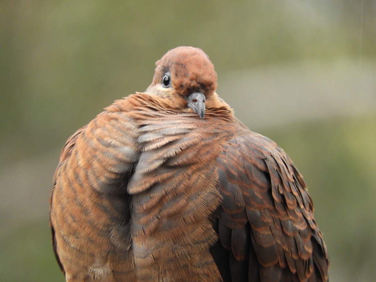 Brown Cuckoo-Dove - ML583875701