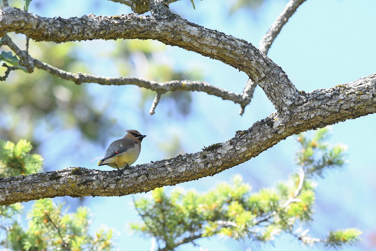 Cedar Waxwing - ML583878081