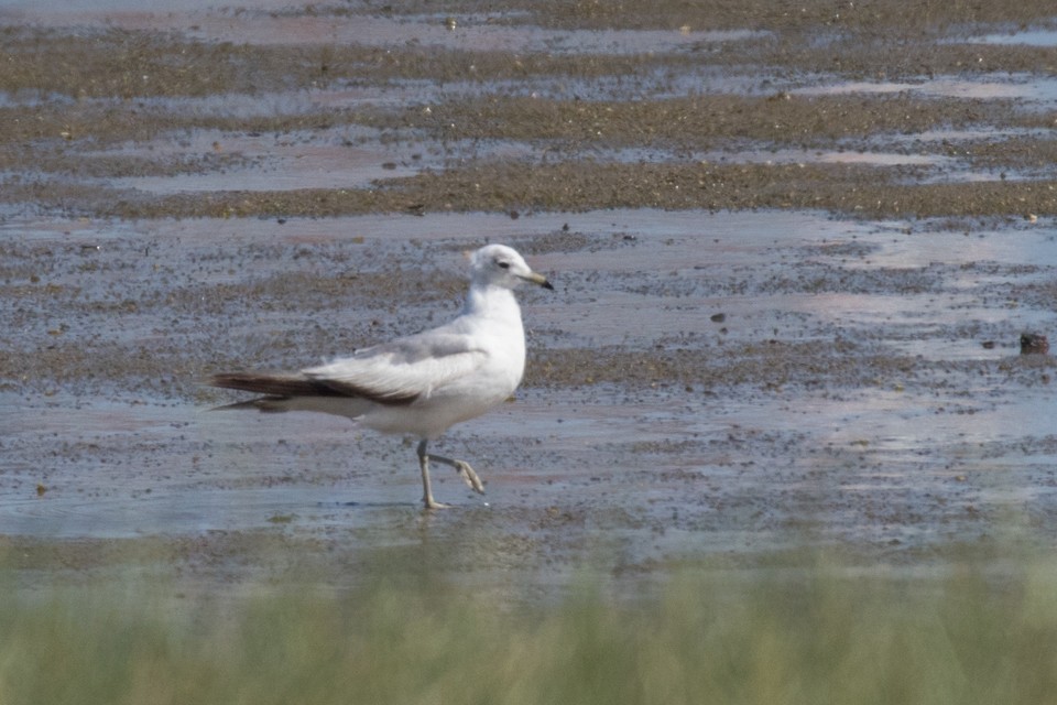 Common Gull - ML58387851