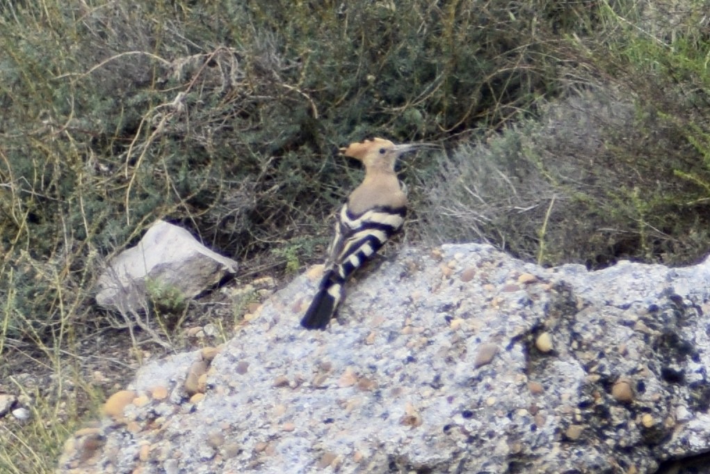 Eurasian Hoopoe - ML583879251