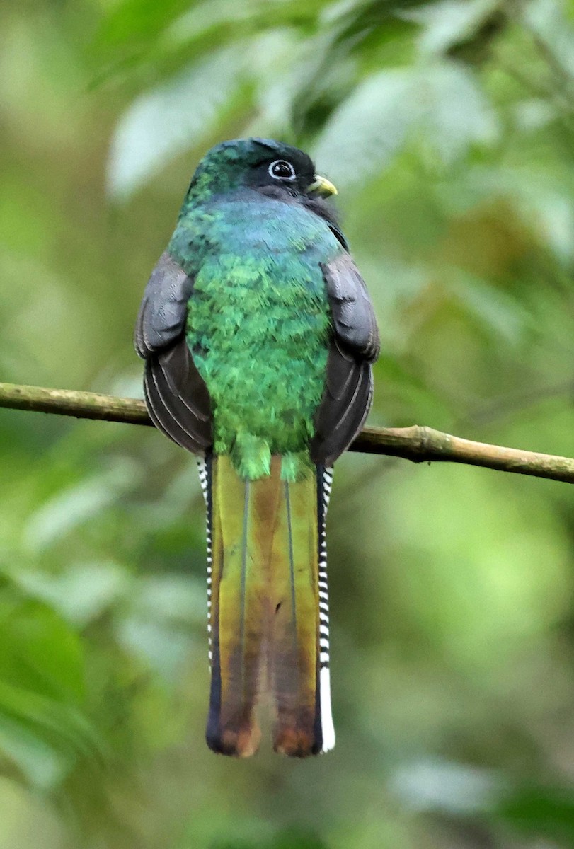 trogon atlantský - ML583879891