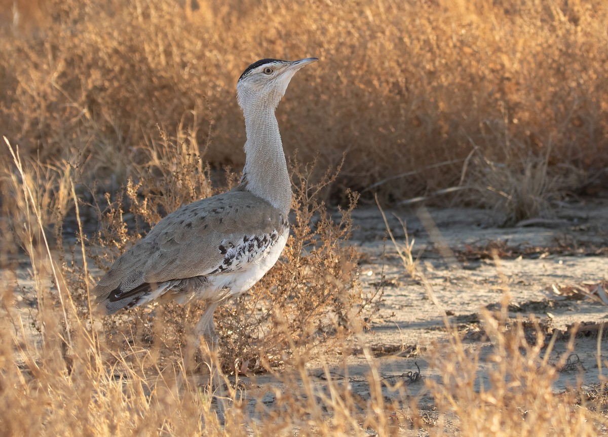 Australian Bustard - ML583879911