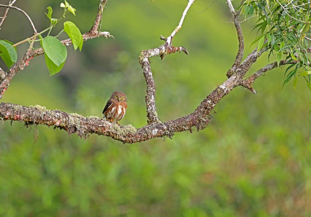 kulíšek zakrslý - ML583880571