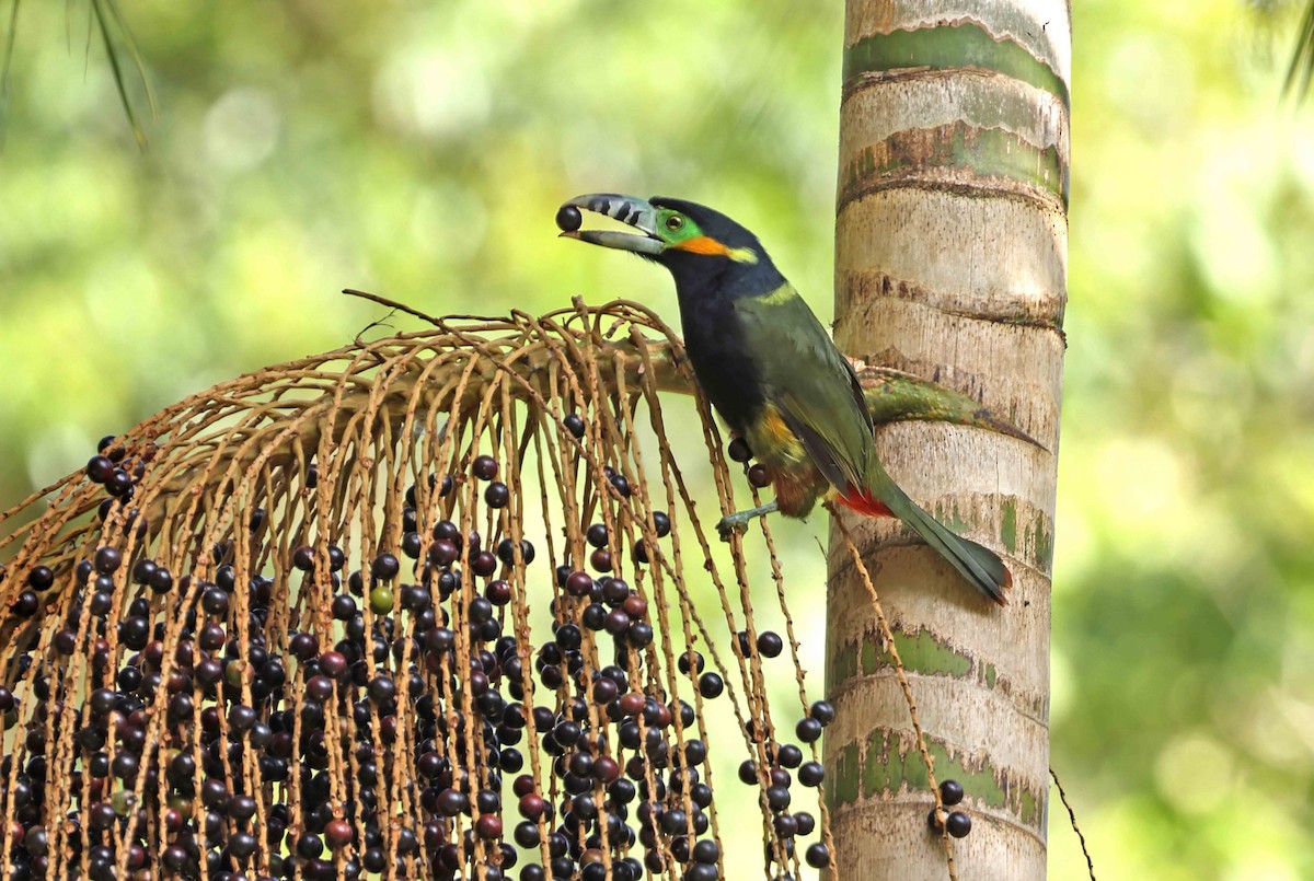 arassari skvrnozobý - ML583880611