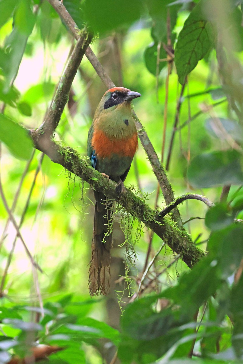 momot rezavohlavý - ML583880661