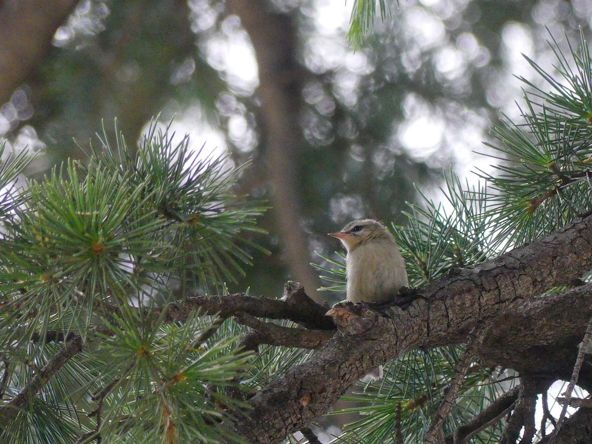 Common Firecrest - ML583880911