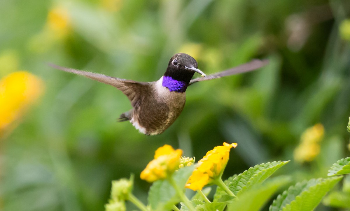 Black-chinned Hummingbird - Timothy Aarons