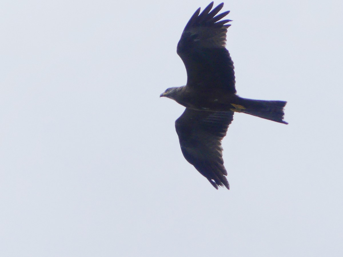 Black Kite - Lorenzo Cocco