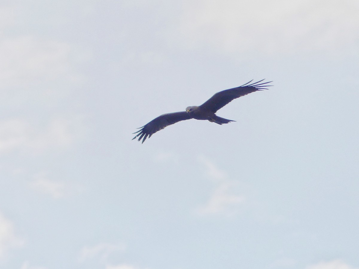 Black Kite - Lorenzo Cocco