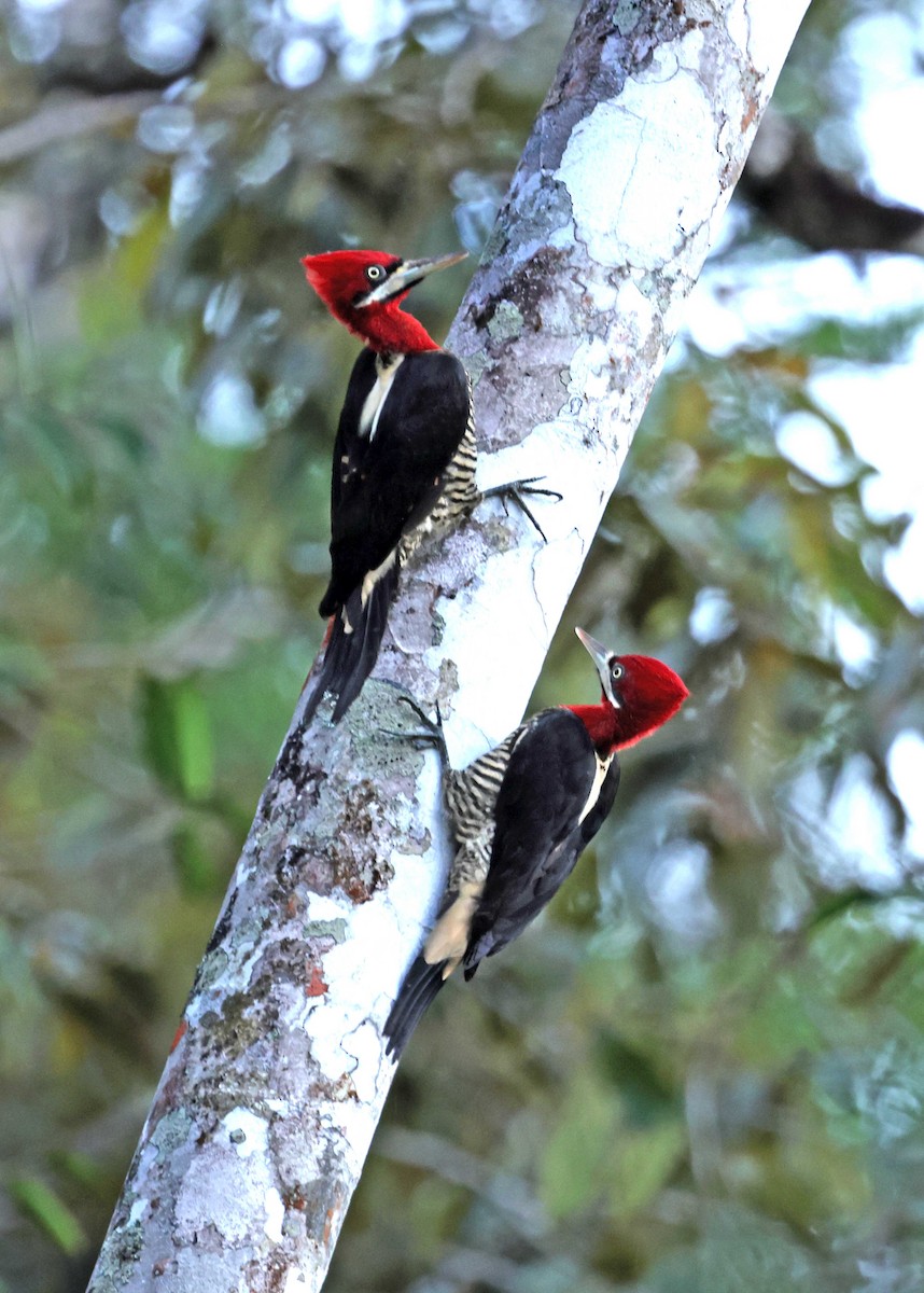 datel araukariový - ML583881091