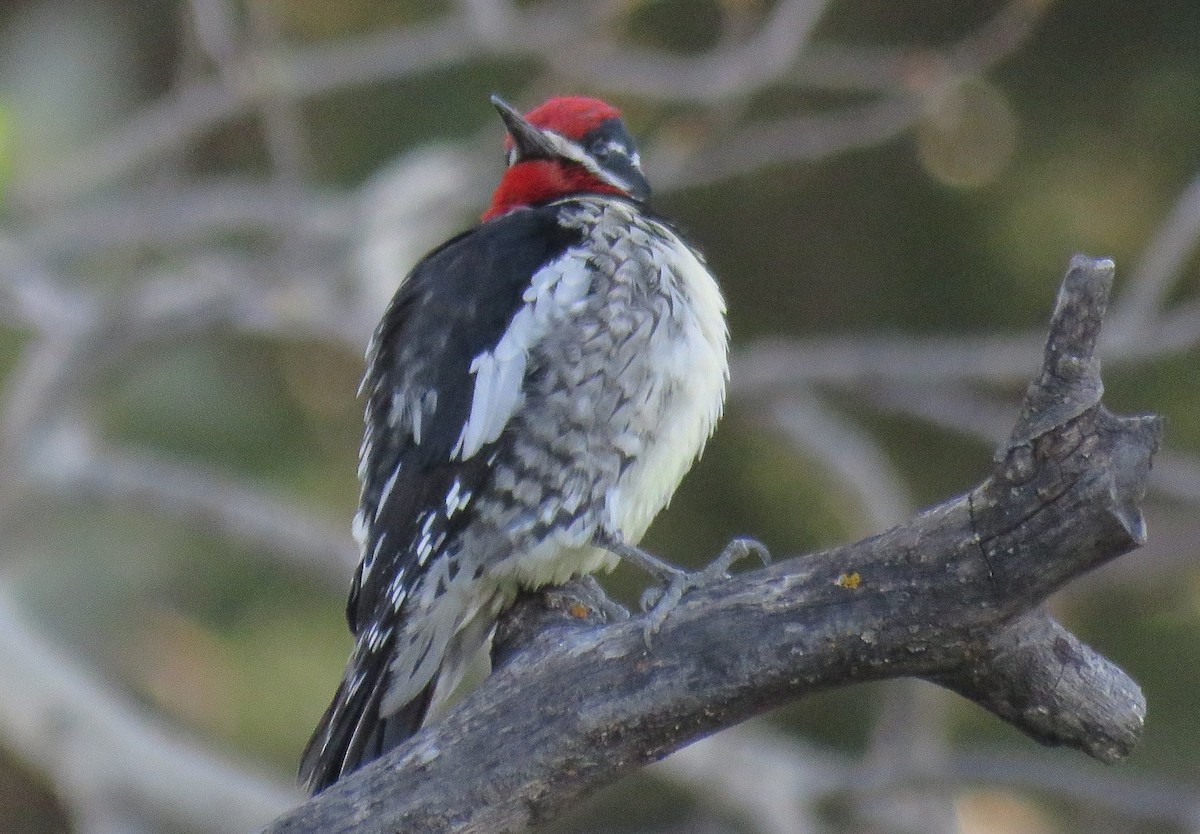 Red-naped Sapsucker - ML58388111