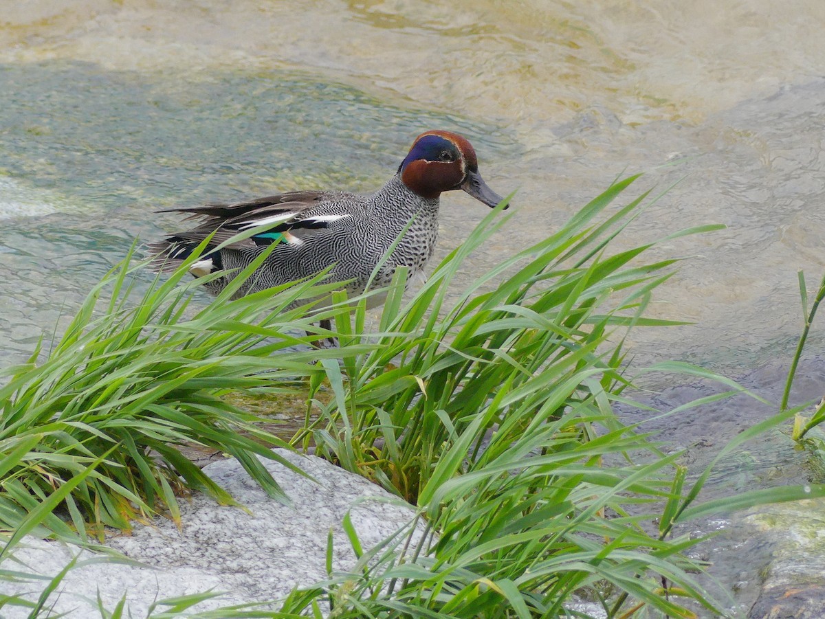 Green-winged Teal - Lorenzo Cocco