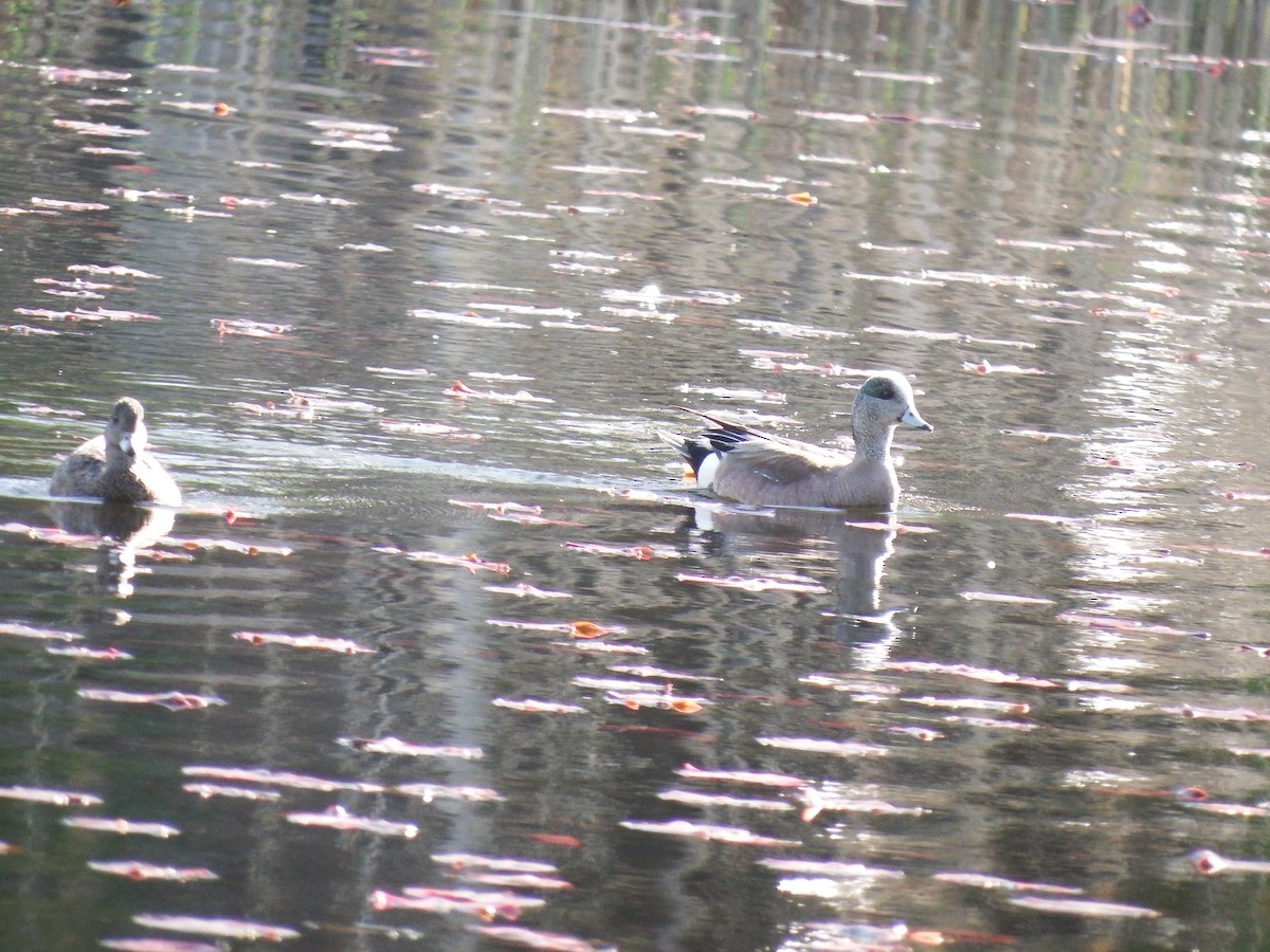 American Wigeon - ML58388171