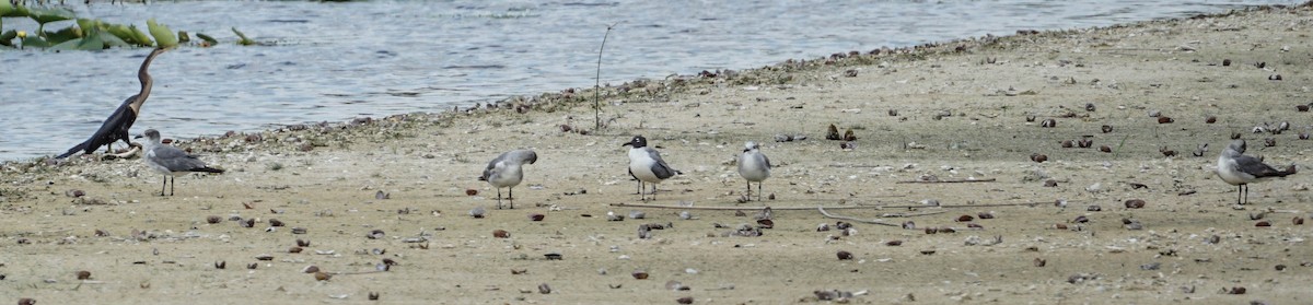 Laughing Gull - ML58388211