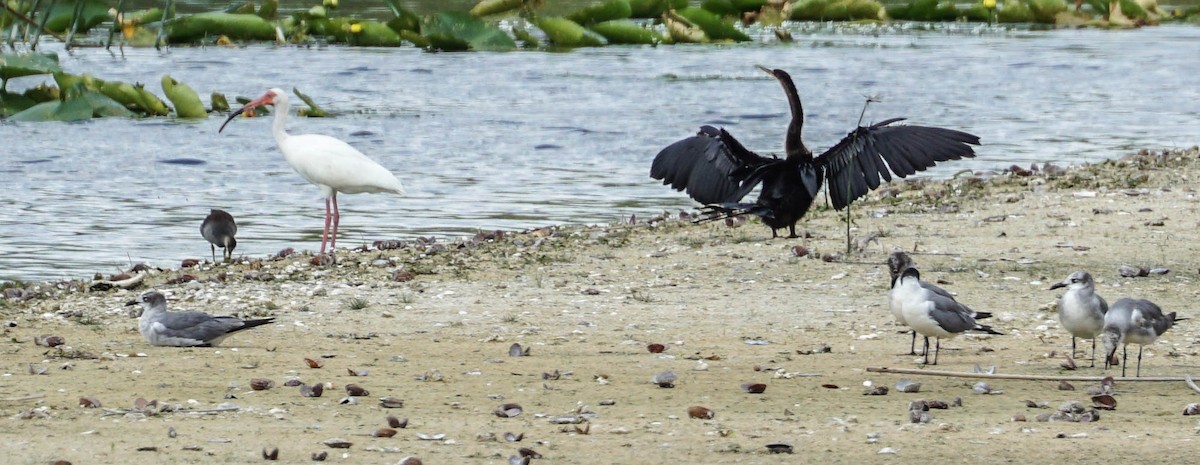 White Ibis - ML58388351