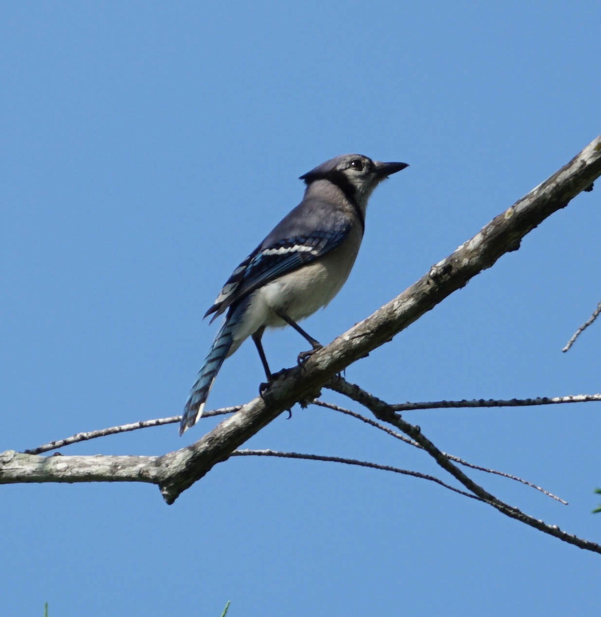 Blue Jay - ML58388361