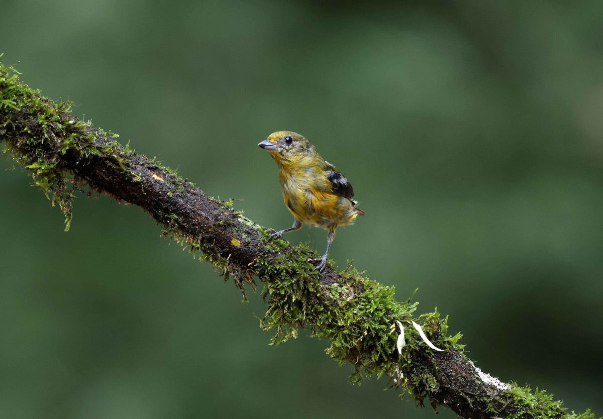 libohlásek fialový - ML583883981