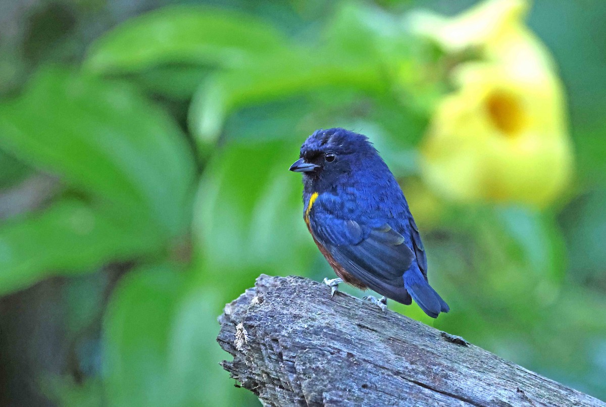 Chestnut-bellied Euphonia - ML583884041