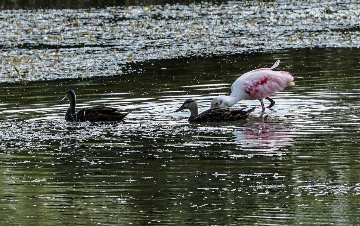 Roseate Spoonbill - ML58388431