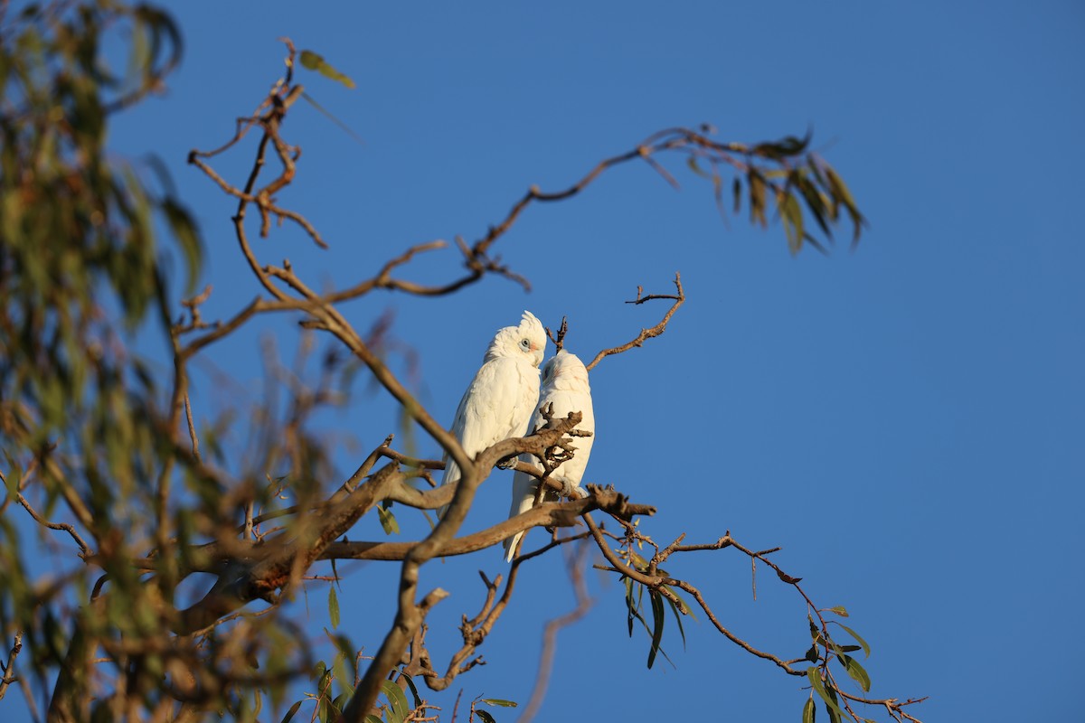 Nacktaugenkakadu - ML583884351