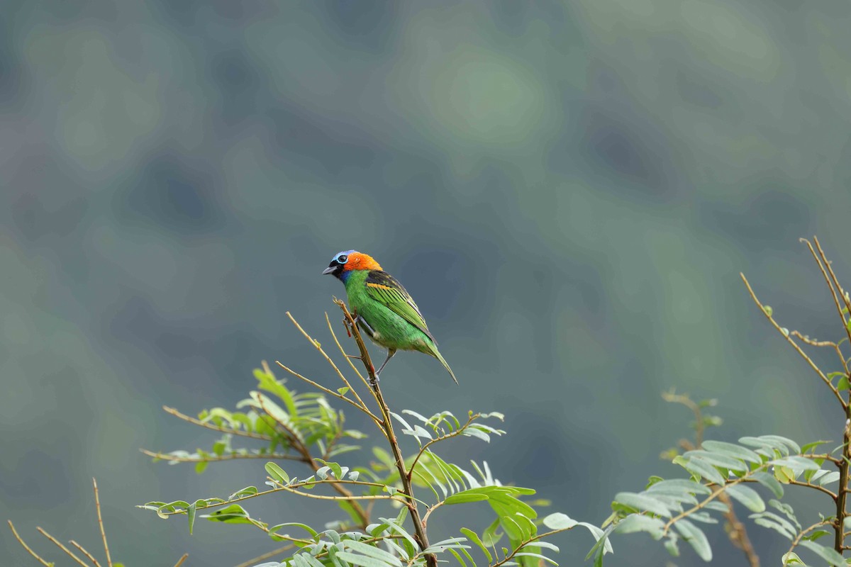 Red-necked Tanager - Ly Lan Le Do