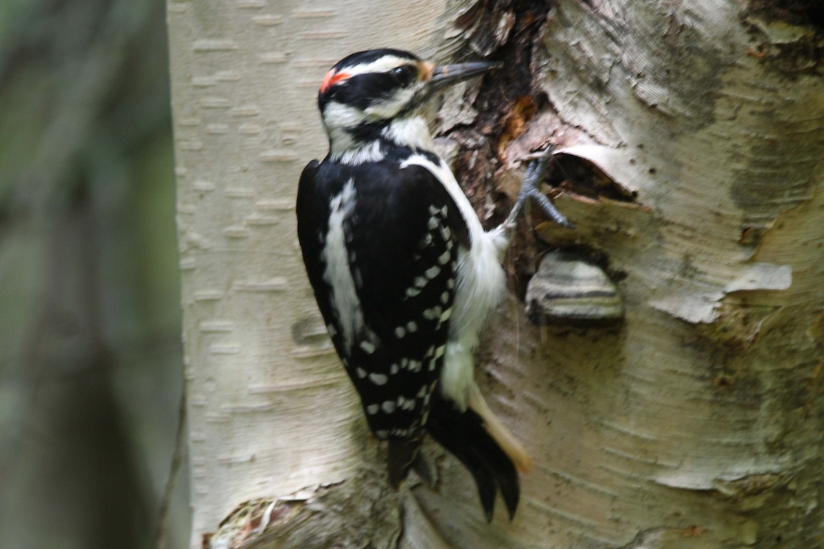 Hairy Woodpecker - ML583885001