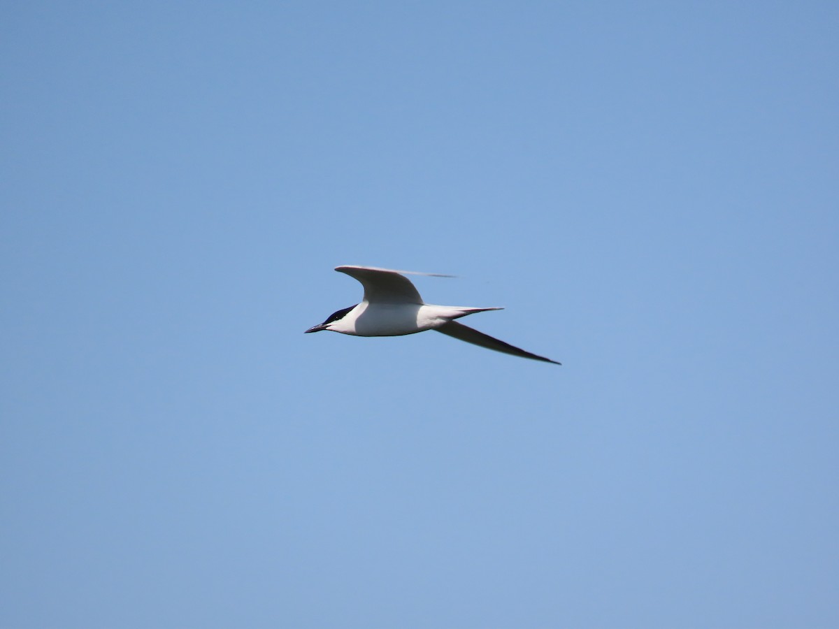 Gull-billed Tern - ML583885011