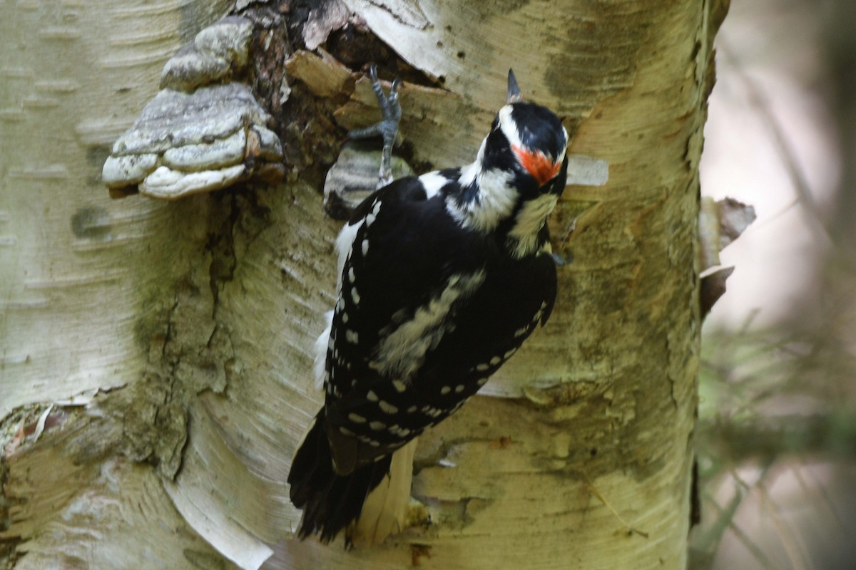 Hairy Woodpecker - ML583885051