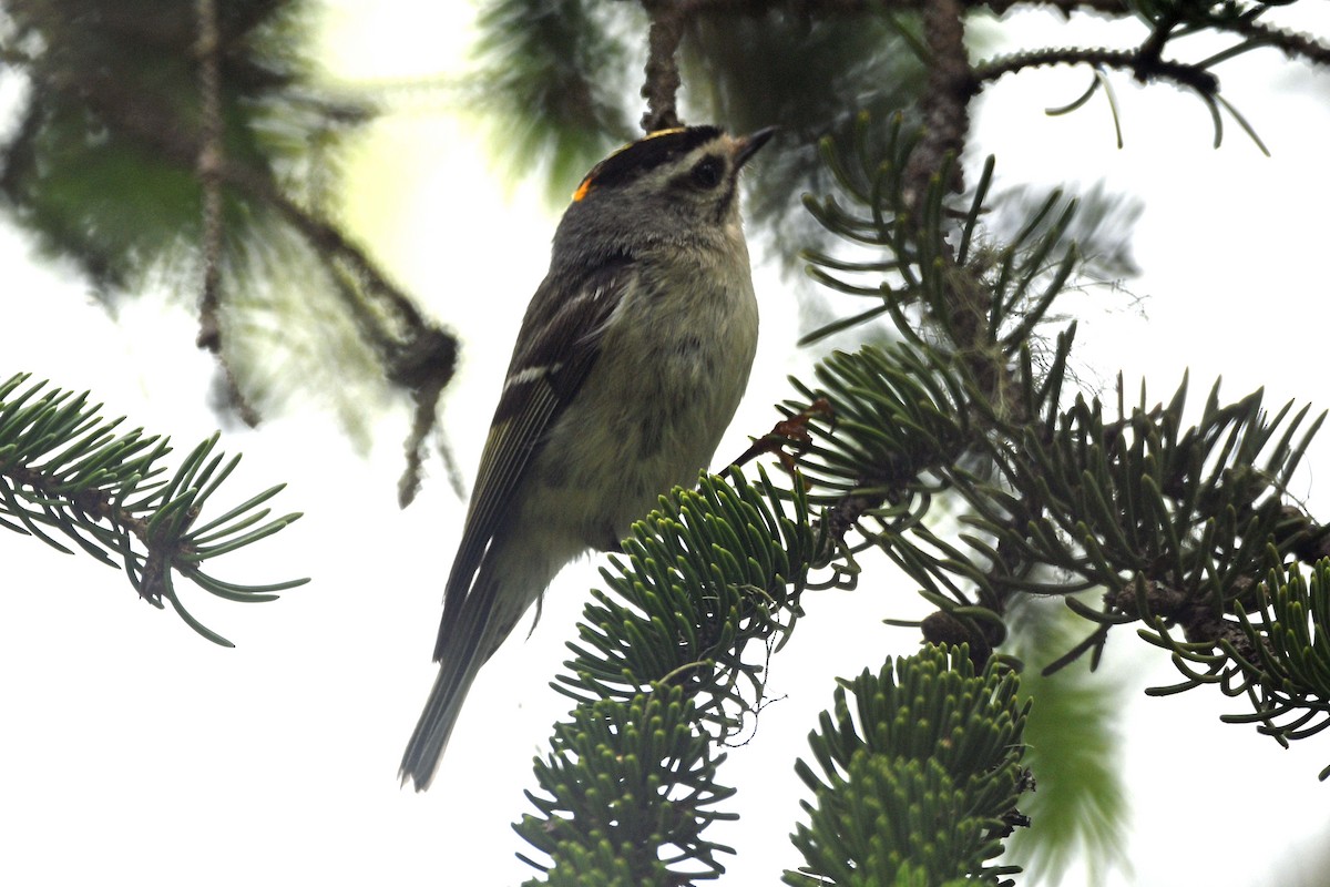 Golden-crowned Kinglet - ML583885091