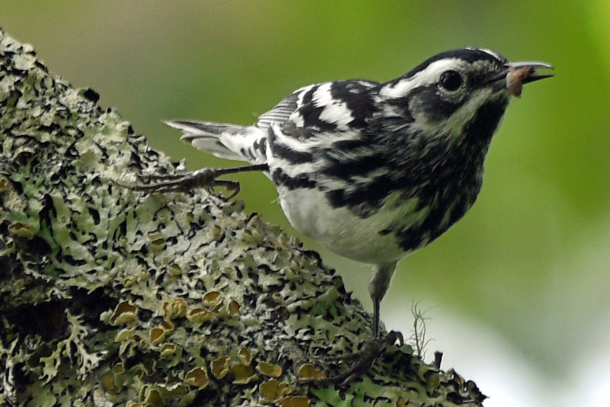 Black-and-white Warbler - ML583885131