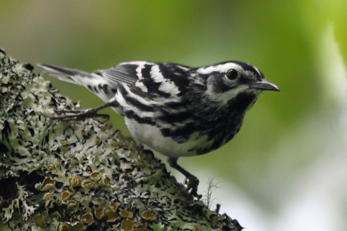 Black-and-white Warbler - ML583885161