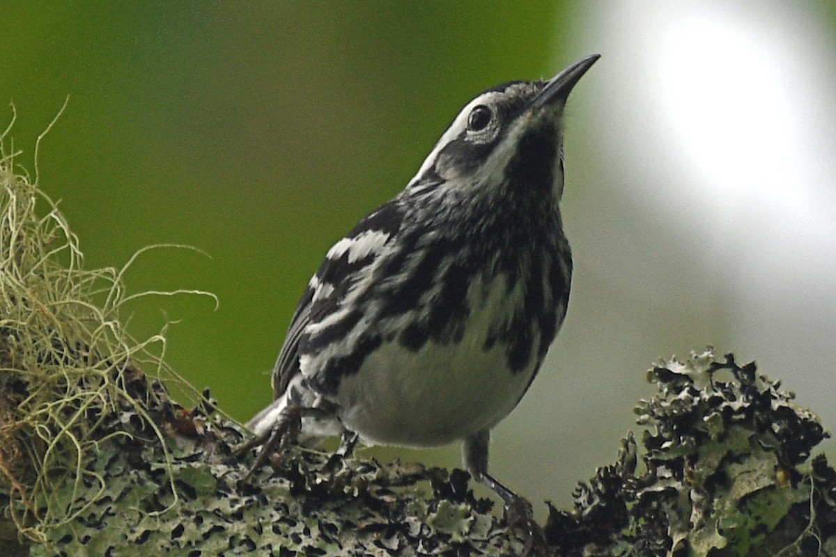 Black-and-white Warbler - ML583885171