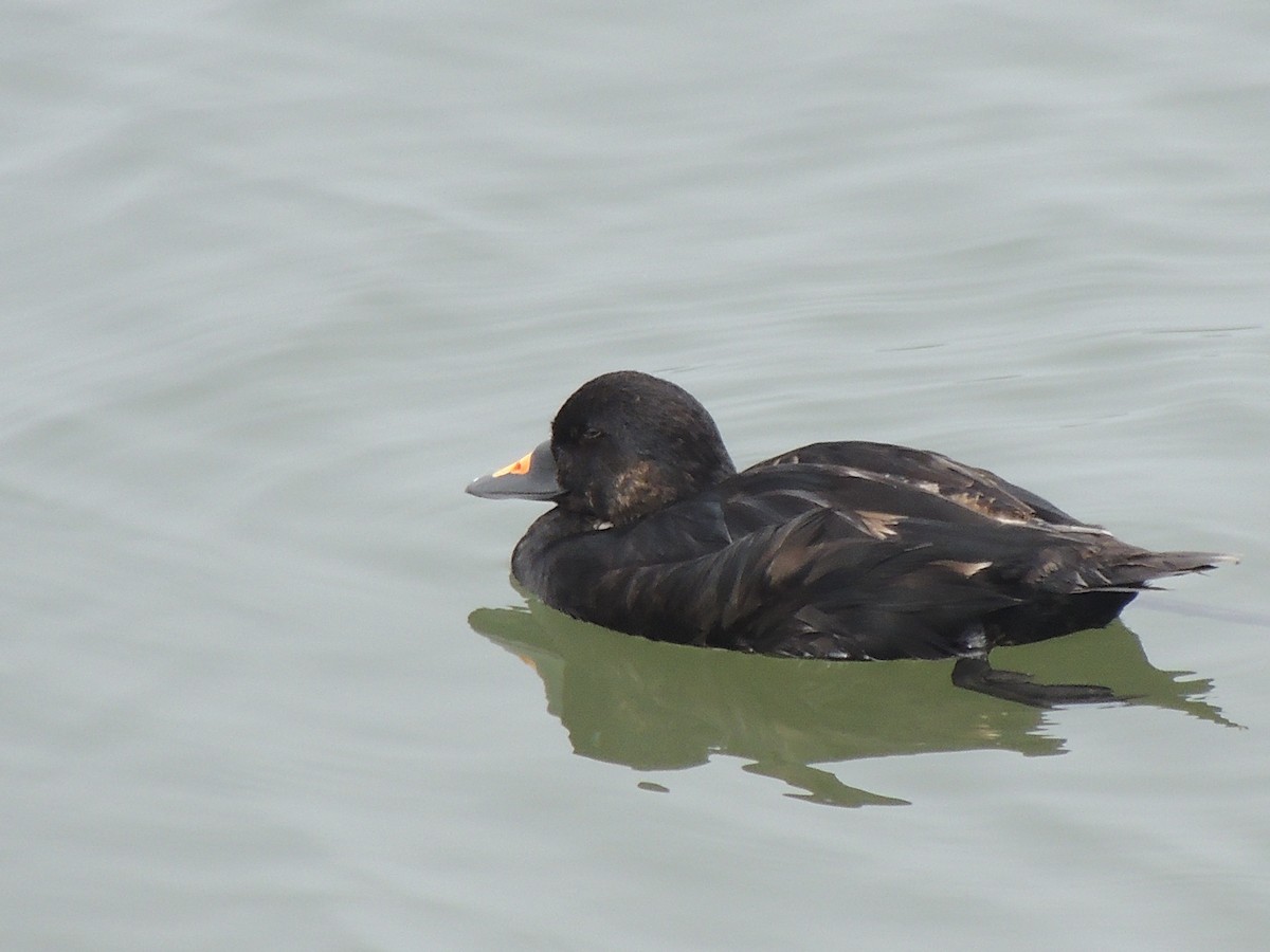 Common Scoter - ML583885691