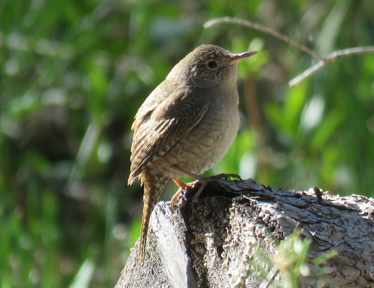 House Wren - ML58388591