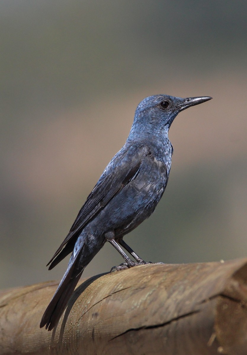 Blue Rock-Thrush - ML583887631