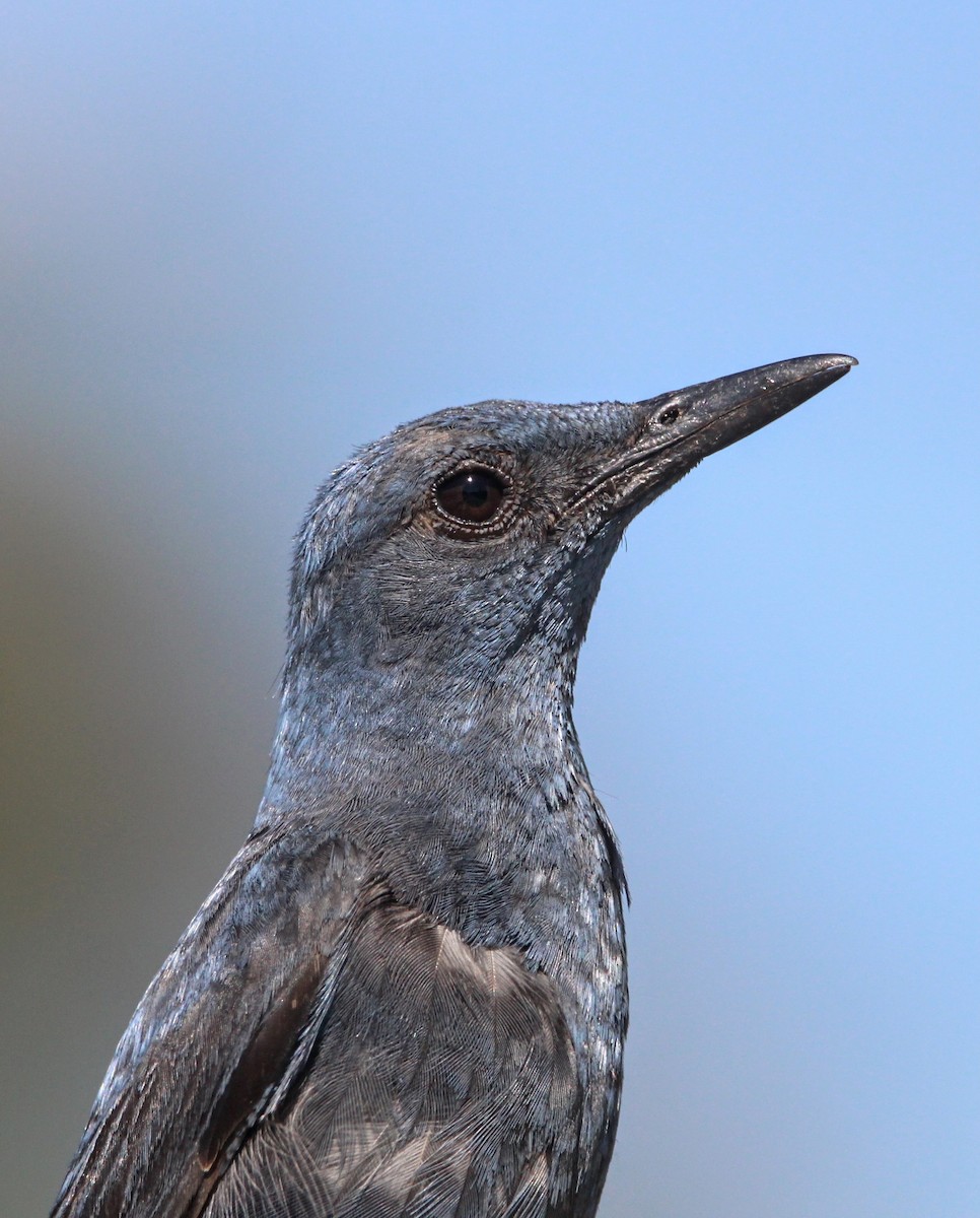 Blue Rock-Thrush - Nelson Fonseca