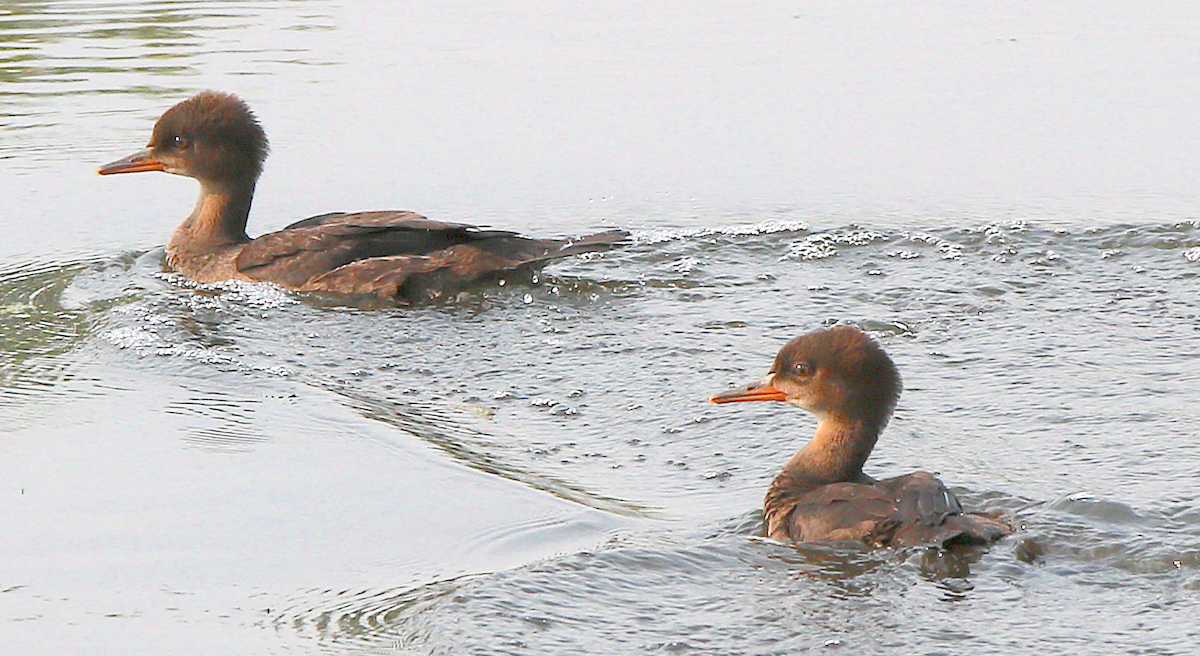 Hooded Merganser - ML583889071