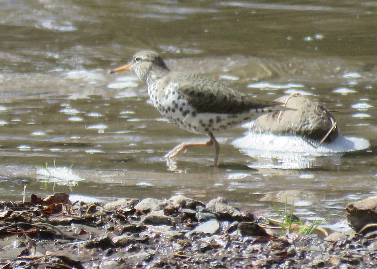 Spotted Sandpiper - Byron Greco