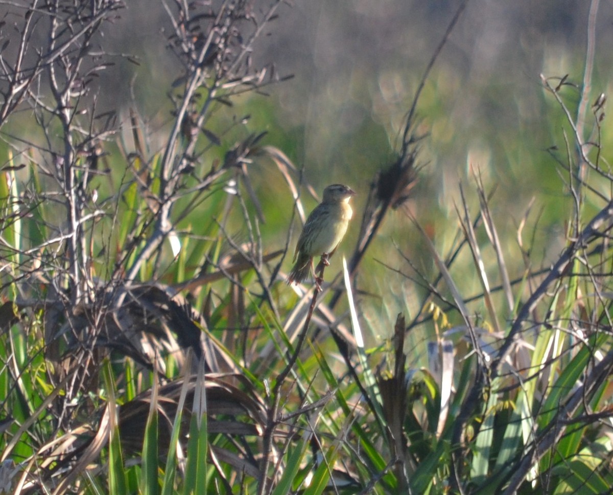 bobolink - ML58389011