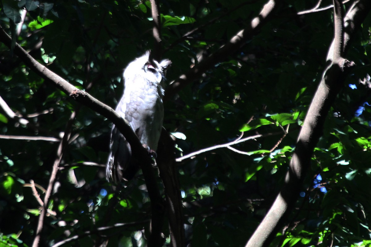 Verreaux's Eagle-Owl - ML583890221