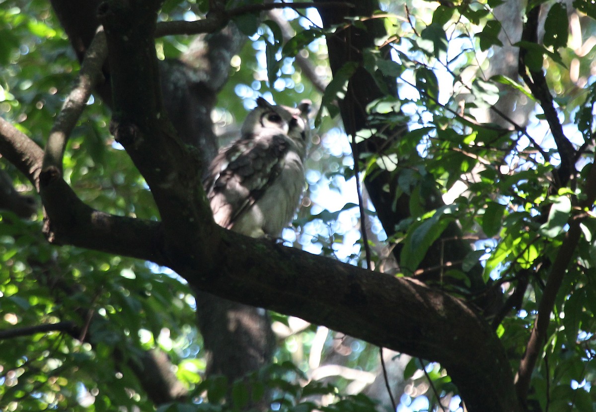 Verreaux's Eagle-Owl - ML583890231