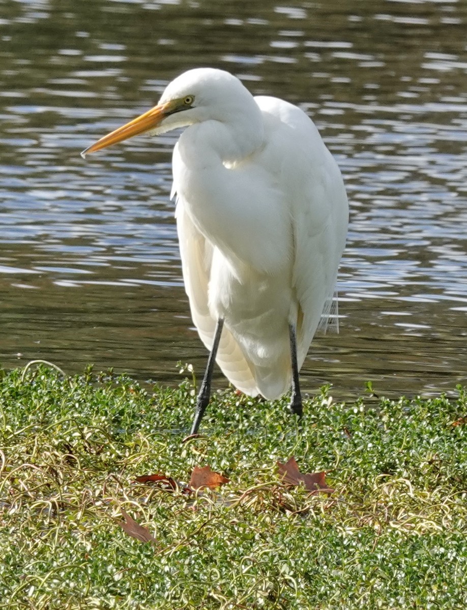 Great Egret (modesta) - Alan Coates