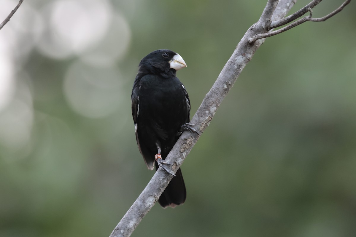 Great-billed Seed-Finch - ML583891521