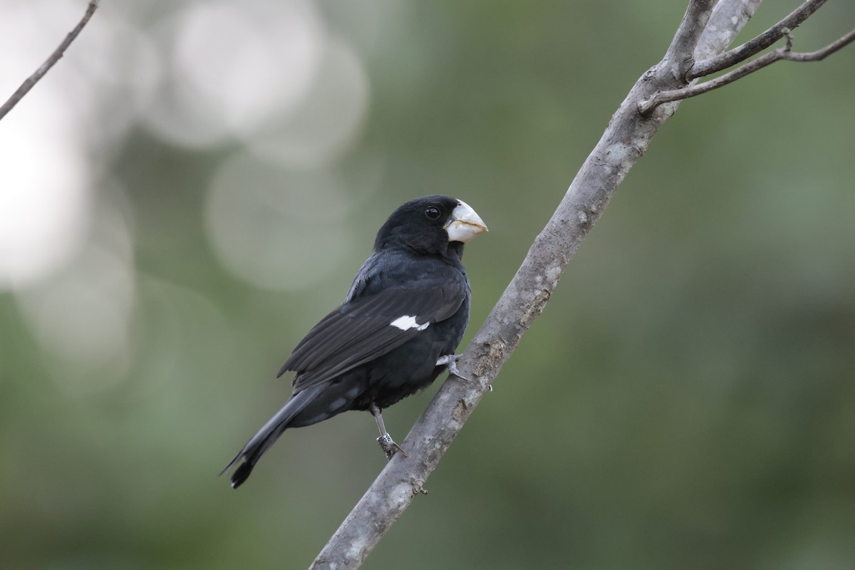 Great-billed Seed-Finch - ML583891531